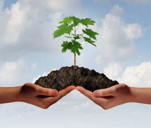 33242303 - cooperation growth business symbol as two hands holding up a heap of earth with a tree sapling growng.