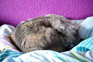 chat couché en rond